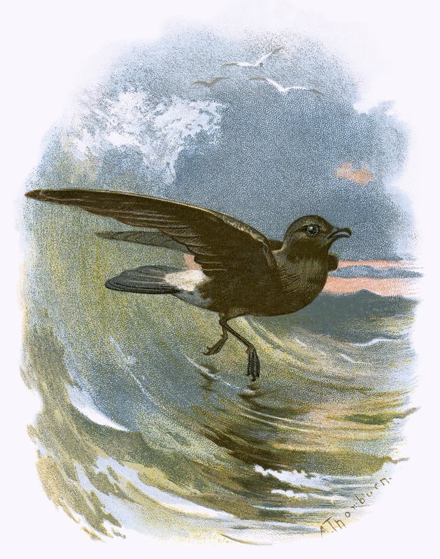 Storm Petrel af English School