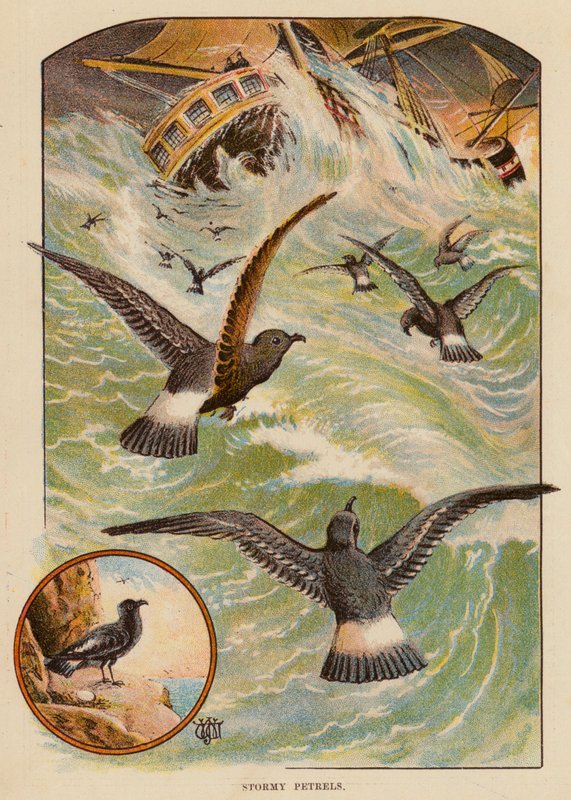 Stormy Petrels (farve litho) af English School