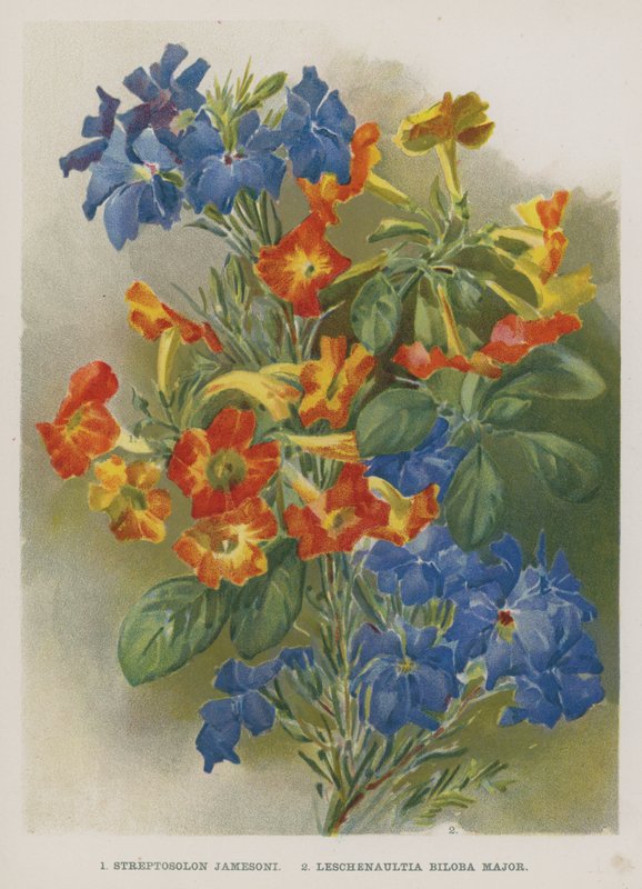 Streptosolon Jamesoni, Leschenaultia Biloba Major af English School