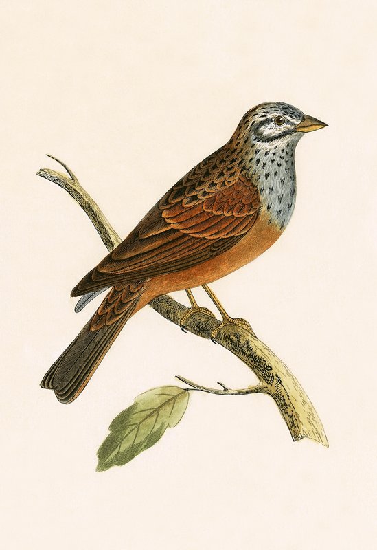 Striolated Bunting, illustration fra 