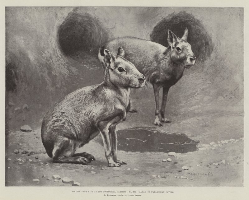 Studier fra Livet i Zoologisk Have, Maras eller Patagonian Cavies (litho) af English School
