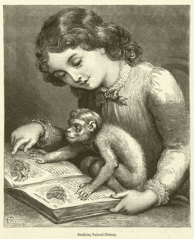 Studerer naturhistorie (kobberstik) af English School