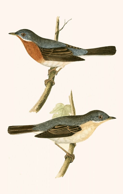 Sub Alpine Warbler, illustration fra 
