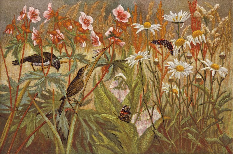 Sommer (chromolitho) af English School