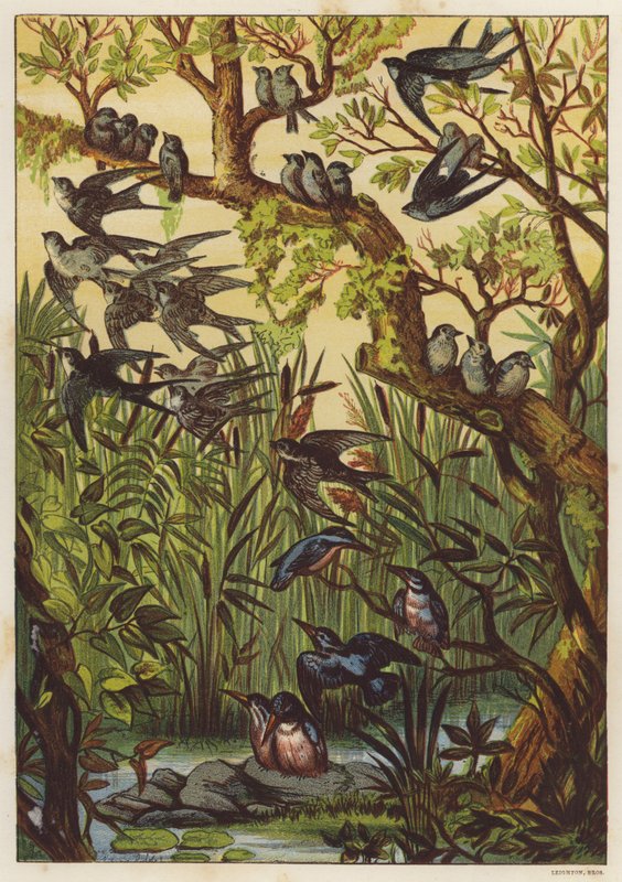 Sommeraften med fugle (farve litho) af English School