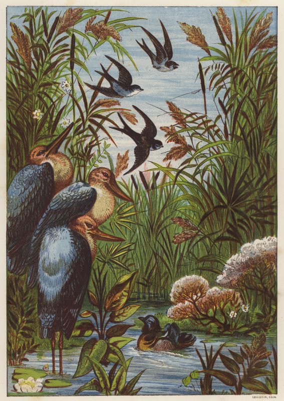 Sommermorgen med fugle (farve litho) af English School