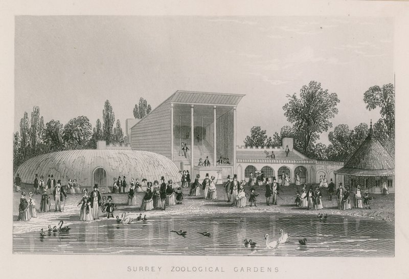 Surrey Zoologiske Have af English School