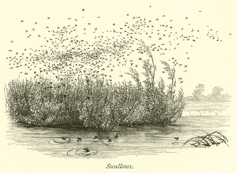 Swallows  af English School