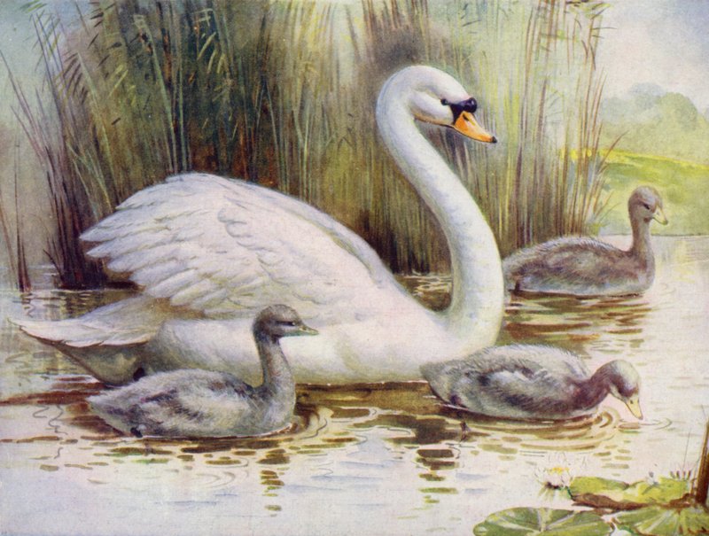 Svane og cygnets (farve litho) af English School