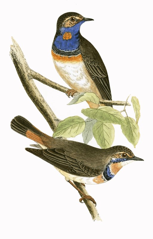 Svensk blåhalssanger, illustration fra 