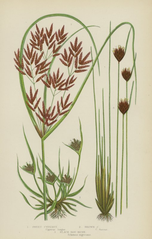 Sweet Cyperus, Brown Cyperus, Black Mos-Rush (farve litho) af English School