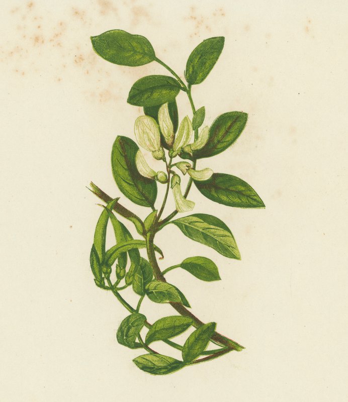 Sød mælkevikke, Astragalus glyciphyllus (farvelitografi) af English School