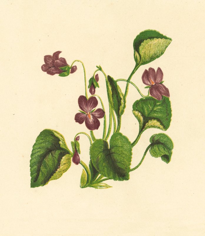 Sød viol, Viola Odorata (farvelitografi) af English School