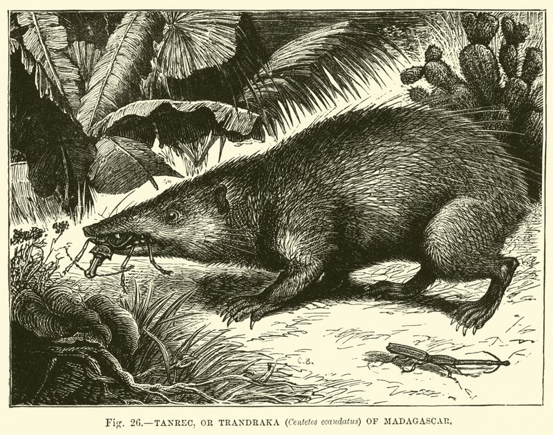 Tanrec, or Trandraka (Centetes ecaudatus) of Madagascar  af English School