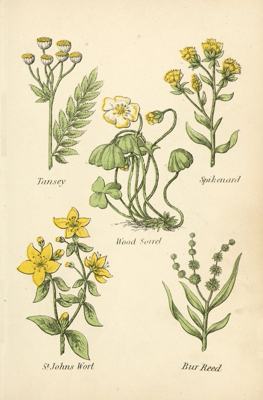 Tansey, Spikenard, Wood Sorrel, Perikon, Bur Reed af English School