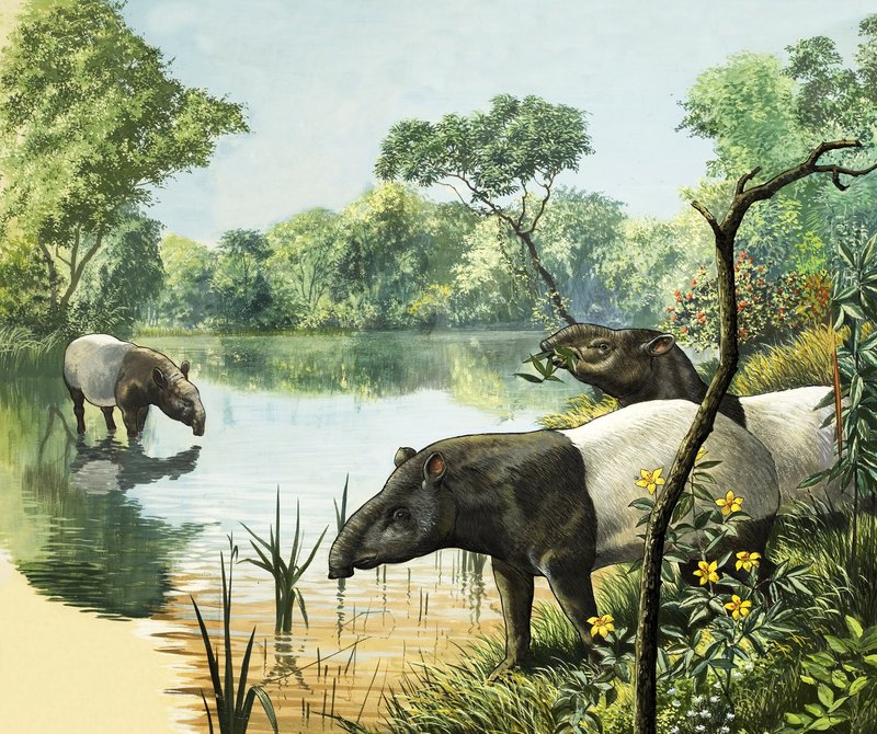 Tapirer, illustration fra Nature