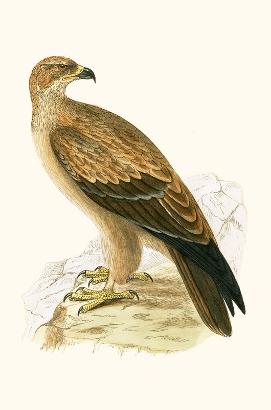 Tawny Eagle, illustration fra 