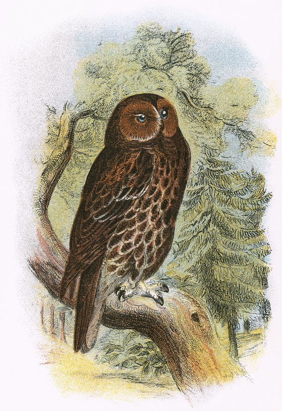 Tawny Owl af English School