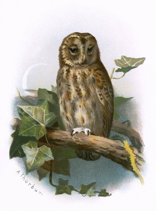 Tawny Owl af English School