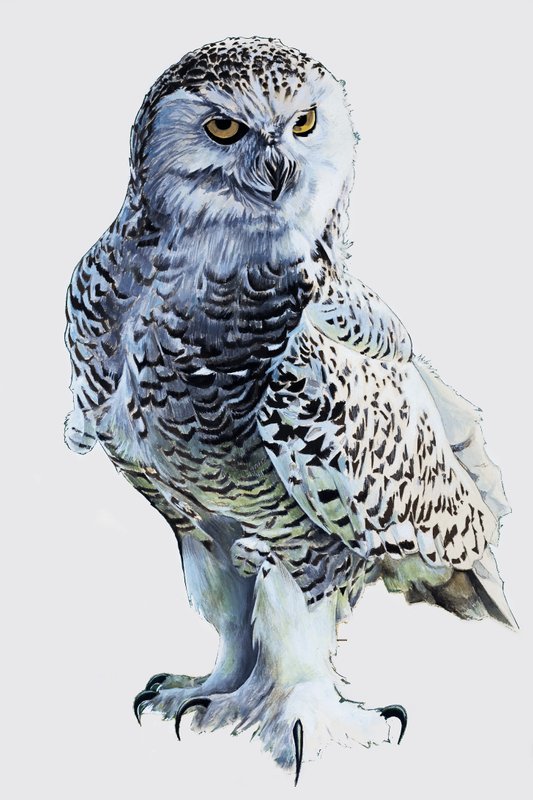 Tawny Owl af English School