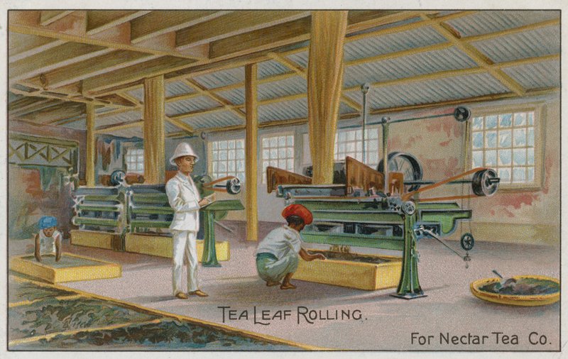 Tea Leaf Rolling, For Nectar Tea Co, handelskort af English School