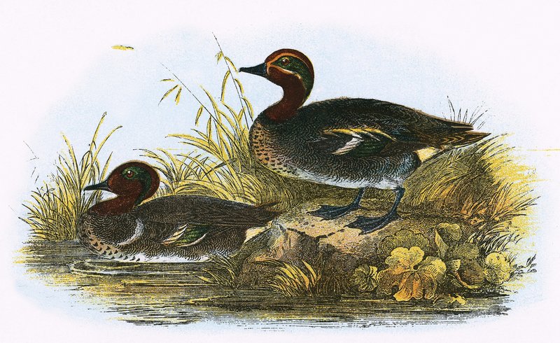 Teal (højre) og American Teal (venstre) af English School