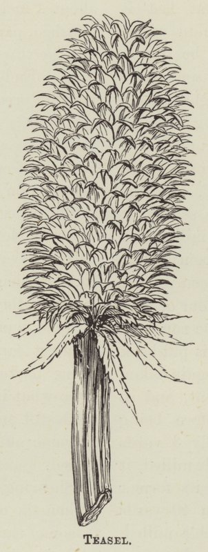 Teasel (gravering) af English School