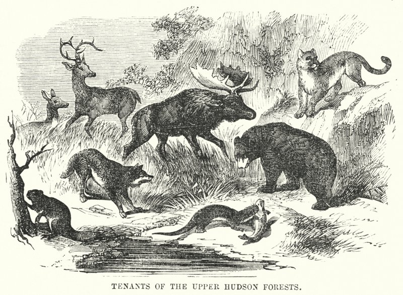 Lejere af Upper Hudson Forests (gravering) af English School