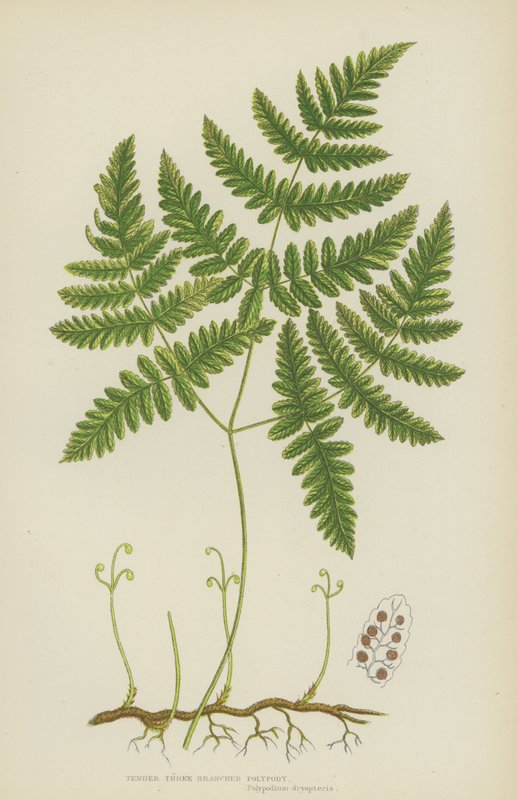 Tynd tregrenet polypody (farvelitografi) af English School