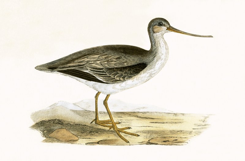Terek Godwit, illustration fra 