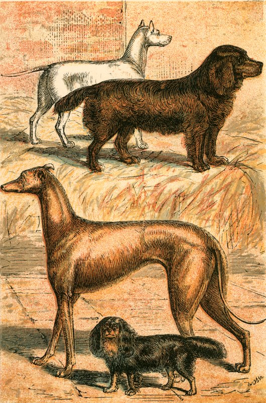 Terrier, Spaniel, Greyhound og King Charles Spaniel af English School