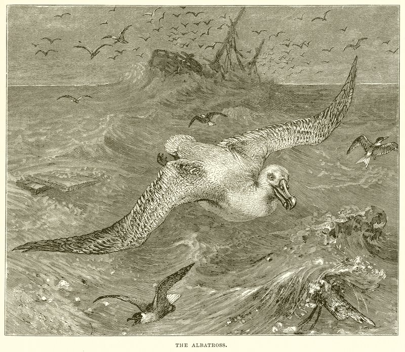 Albatrossen af English School