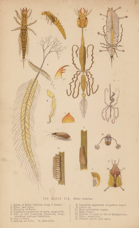 Elmefluen, Sialis lutarius (litho) af English School