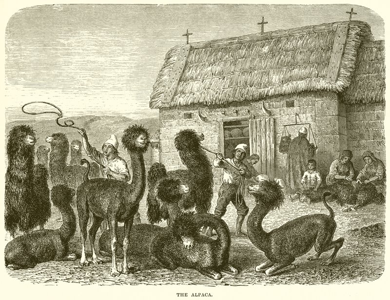 Alpacaen af English School