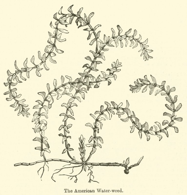 The American Water-weed (gravering) af English School