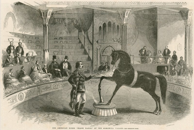 Den amerikanske hest Black Eagle ved Alhambra Palace (Alhambra Theatre), Leicester Square, London af English School