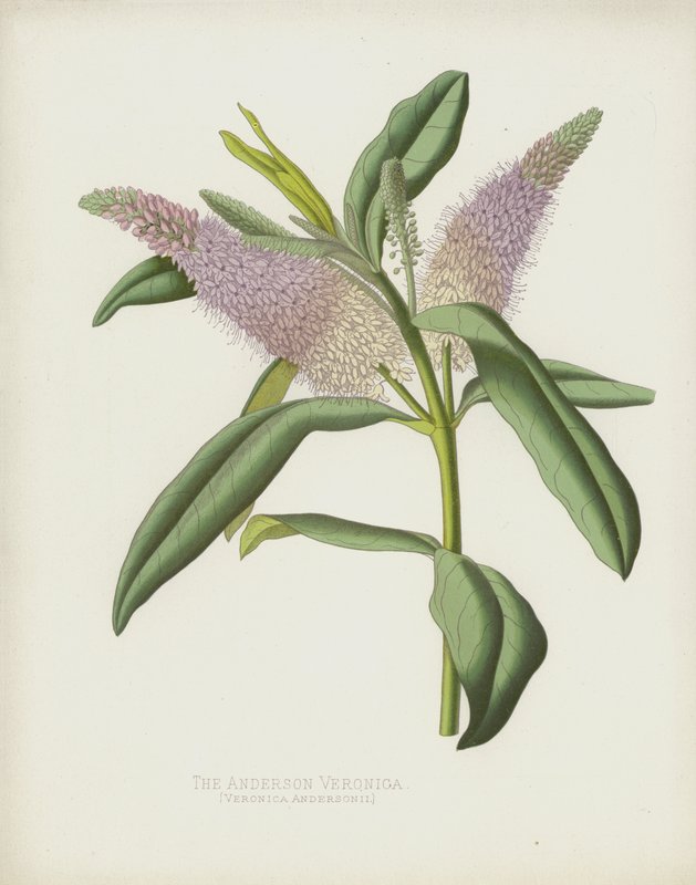 Anderson Veronica, Veronica Andersonii af English School