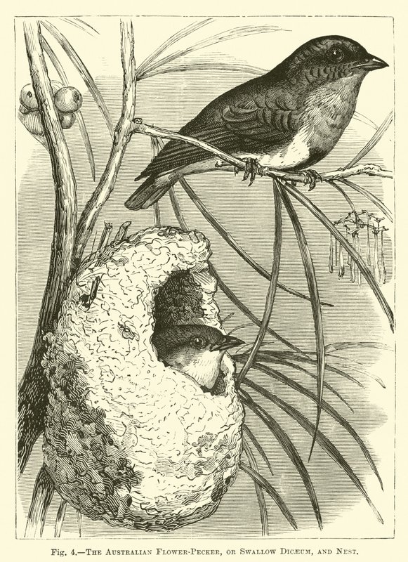 Den australske Flower-Pecker eller Swallow Dicaeum og Rede af English School