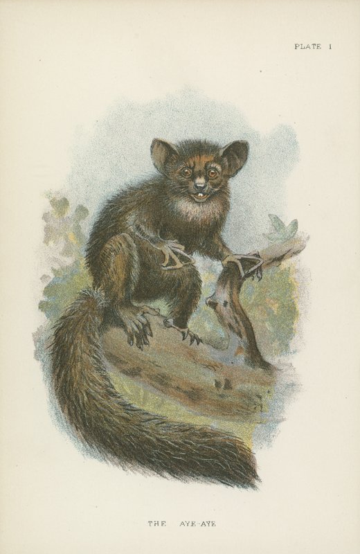 Aye-Aye af English School