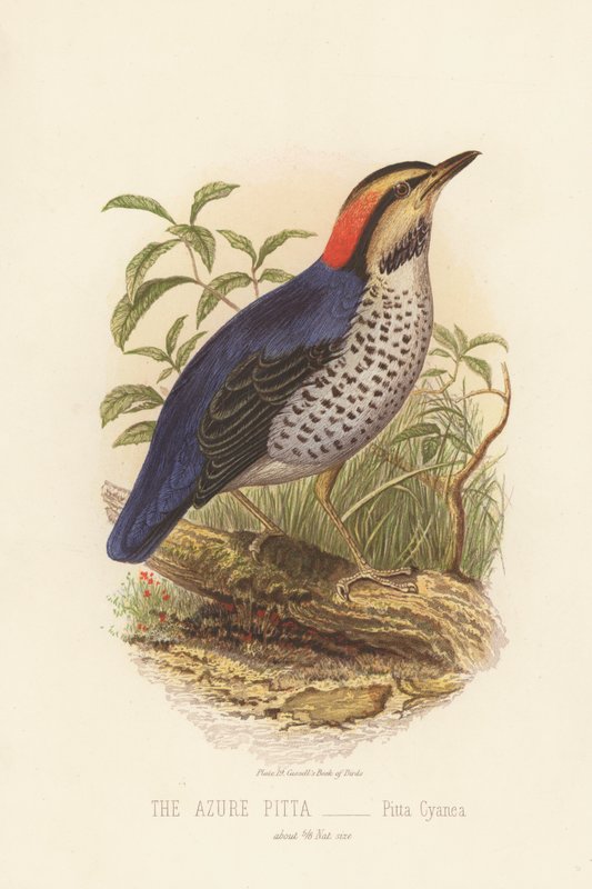 The Azure Pitta, Pitta Cyanea (Color Litho) af English School
