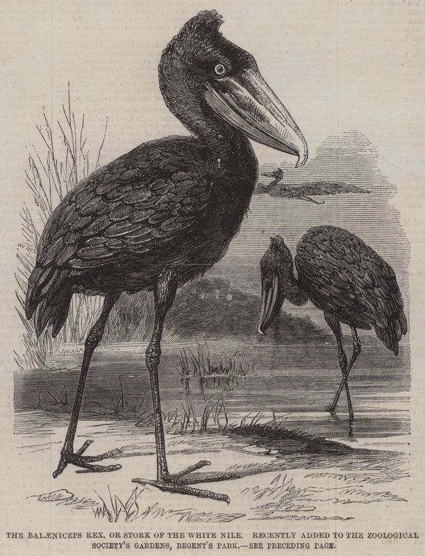 Balaeniceps rex, eller Stork of the White Nile, for nylig tilføjet til Zoological Society
