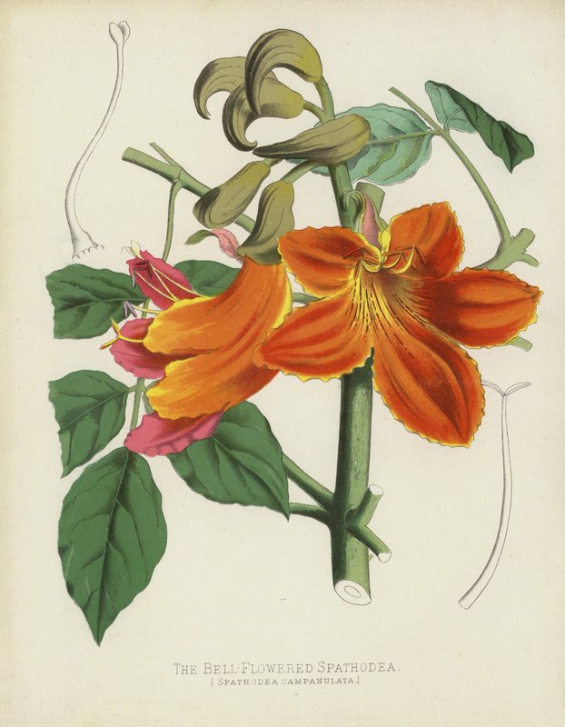 Klokkeblomstret Spathodea, Spathodea Campanulata af English School