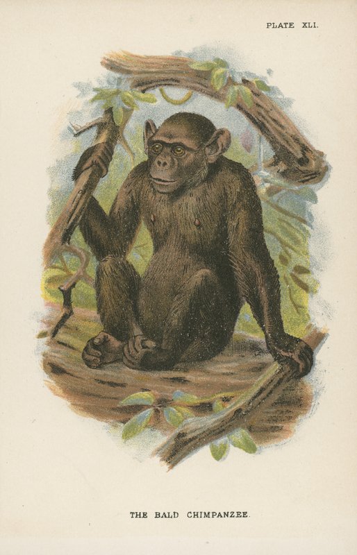 Den skaldede chimpanse af English School