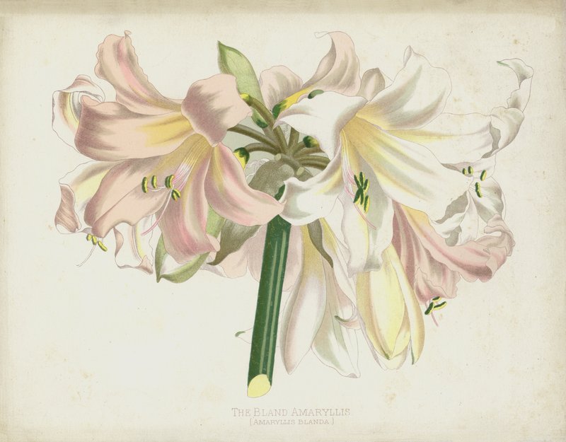 Den blandede Amaryllis, Amaryllis Blanda af English School