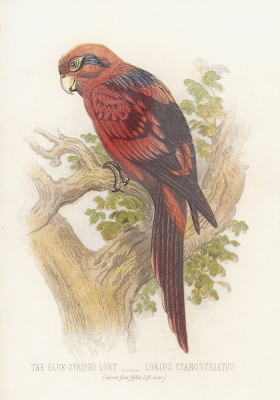 Den blåstribede Lory, Lorius Cyanostriatus (farve litho) af English School