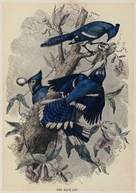 The Blue Jay (farvet gravering) af English School