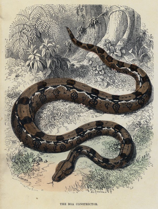The Boa Constrictor (farvet gravering) af English School