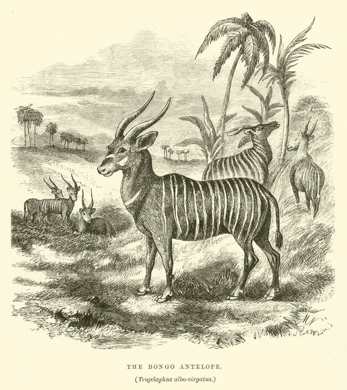 Bongo-antilopen, Trogelaphus albo-virgatus (gravering) af English School