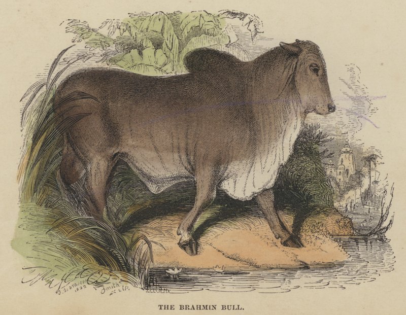 Brahmintyren (farvet gravering) af English School