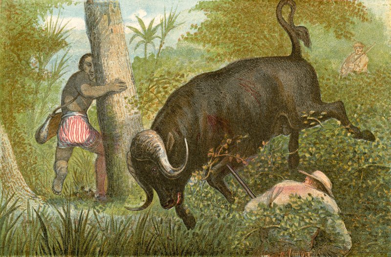 Buffalo - "En mirakuløs flugt af English School